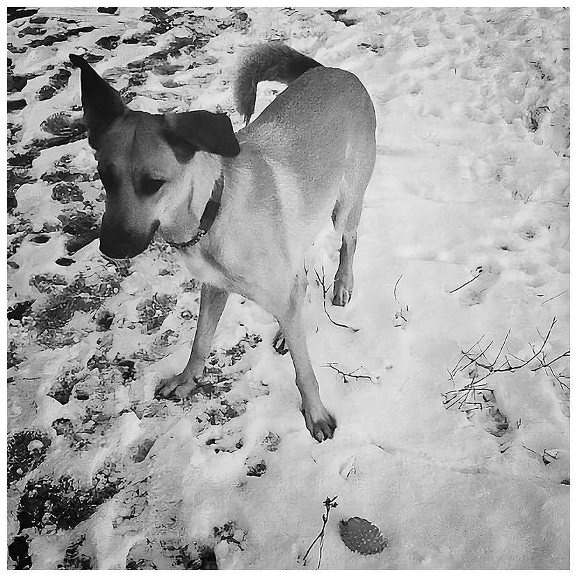 Март, октябрь, Мальва - i_003.jpg