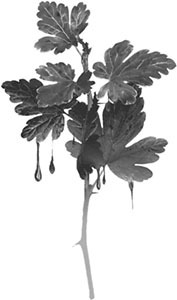 Королева восстанет - i_002.jpg