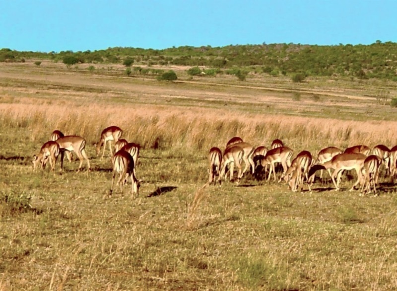 Дикая Африка: Лимпопо - _14.jpg