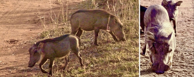 Дикая Африка: Лимпопо - _18.jpg