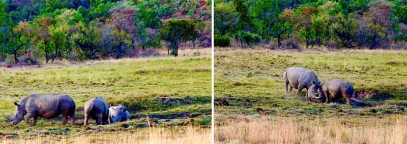 Дикая Африка: Лимпопо - _46.jpg