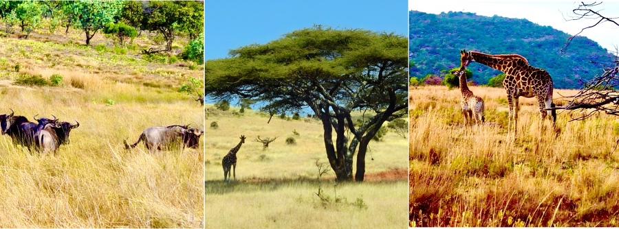 Дикая Африка: Лимпопо - _12.jpg