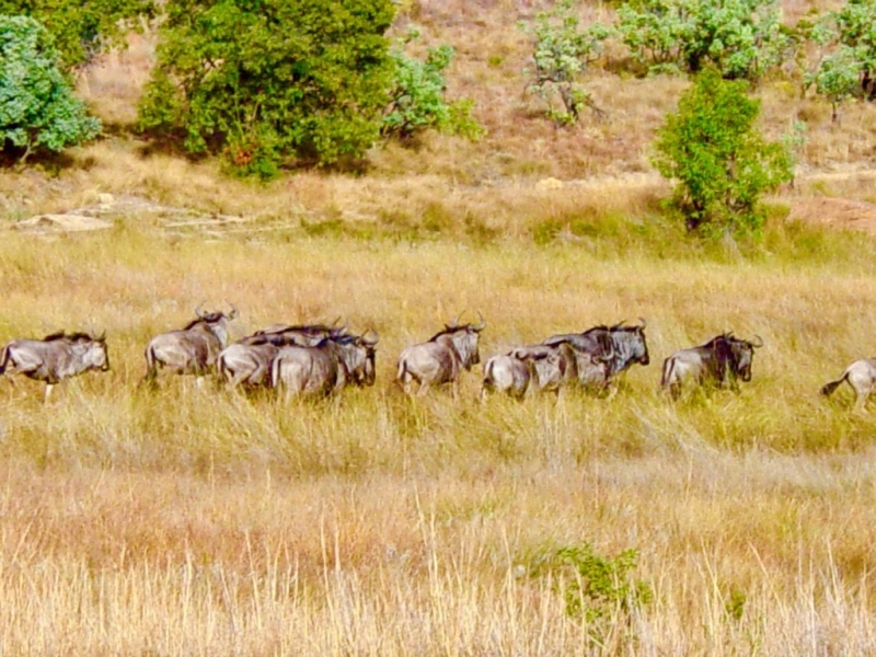 Дикая Африка: Лимпопо - _15.jpg