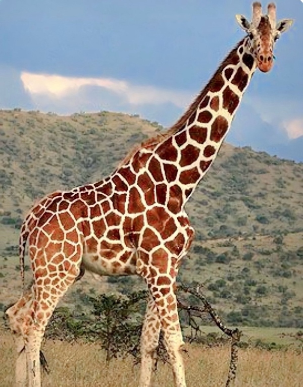 Дикая Африка: Лимпопо - _16.jpg