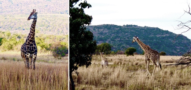 Дикая Африка: Лимпопо - _17.jpg