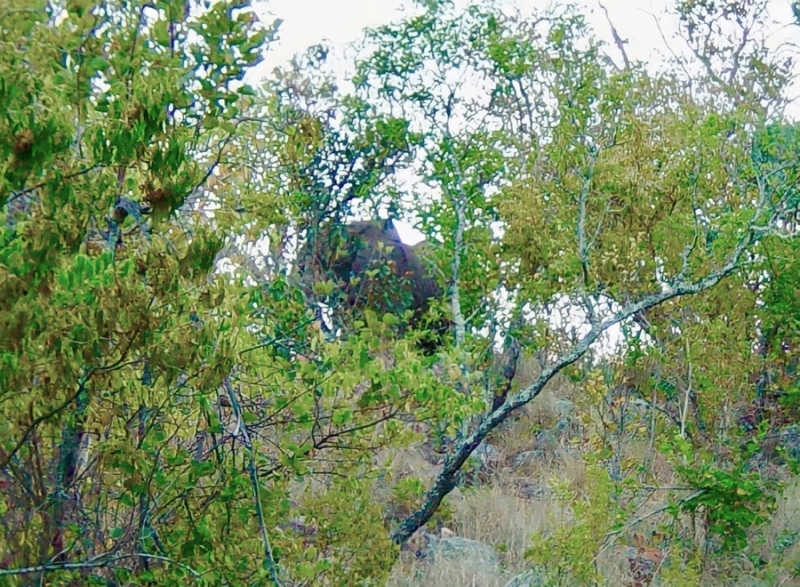 Дикая Африка: Лимпопо - _25.jpg