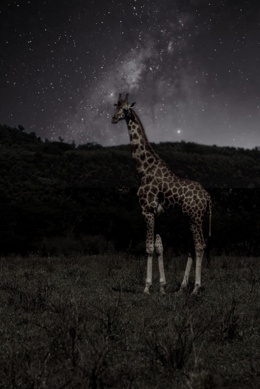 Дикая Африка: Лимпопо - _31.jpg