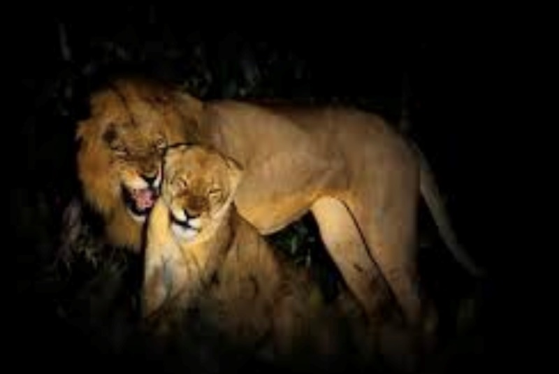 Дикая Африка: Лимпопо - _32.jpg