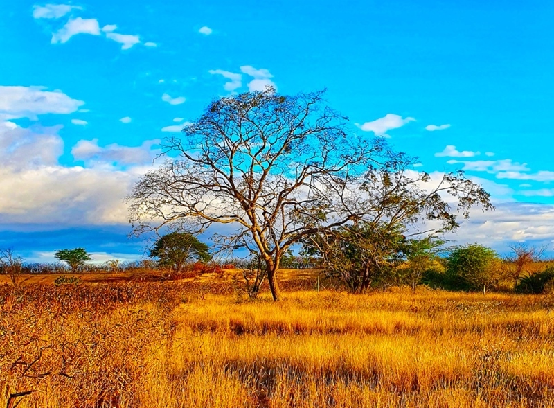 Дикая Африка: Лимпопо - _43.jpg