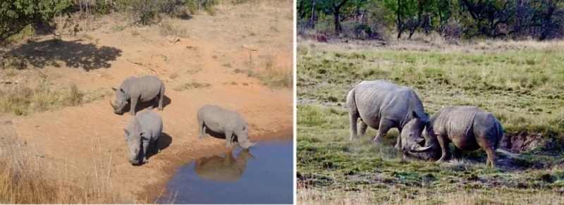 Дикая Африка: Лимпопо - _45.jpg