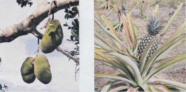 200 дней на юг: автостопом из Москвы в южную Африку - i_053.jpg