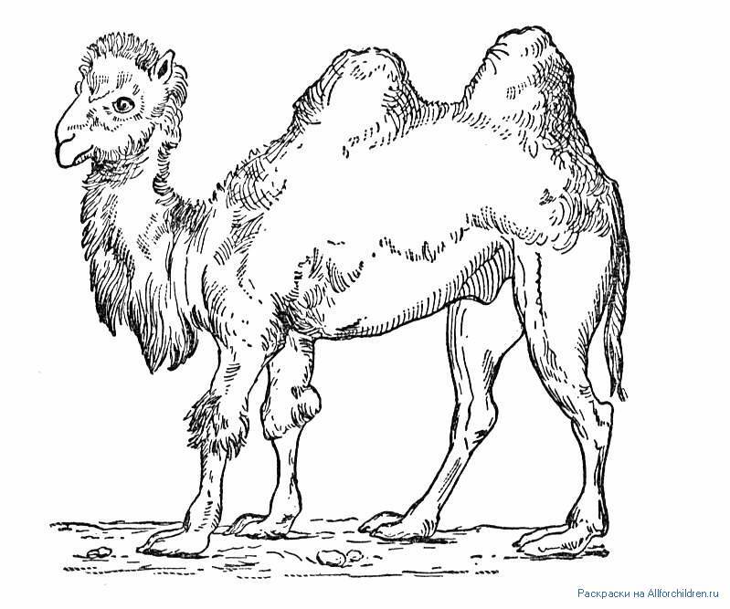 Табас-арранские поговорки с переводом на русский язык - _61.jpg