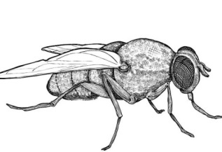 Табас-арранские поговорки с переводом на русский язык - _76.jpg