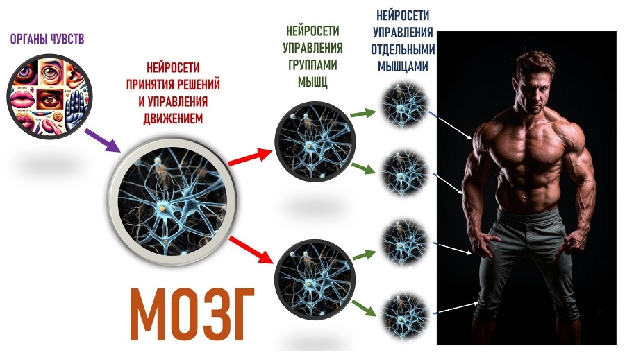 Как мозг управляет внешней политикой - _4.jpg