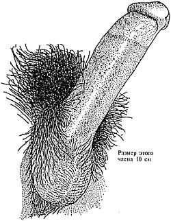 Как увеличить размеры мужского полового члена - i_044.jpg