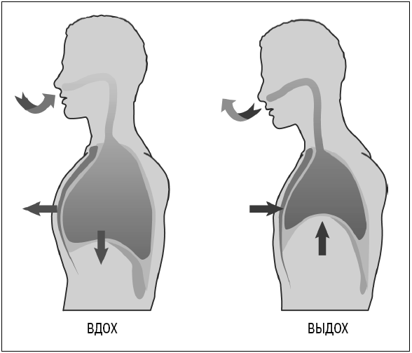 Человек дышащий. Как дыхательная система влияет на наши тело и разум и как улучшить ее работу - i_010.png