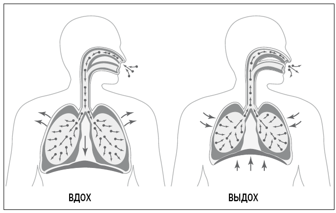 Человек дышащий. Как дыхательная система влияет на наши тело и разум и как улучшить ее работу - i_013.png
