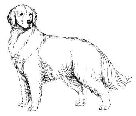 Собака навсегда. The forever dog. Прорывное научное открытие, которое поможет сохранить здоровье и продлить жизнь вашей собаке - i_002.jpg