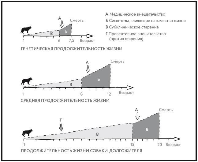 Собака навсегда. The forever dog. Прорывное научное открытие, которое поможет сохранить здоровье и продлить жизнь вашей собаке - i_004.jpg