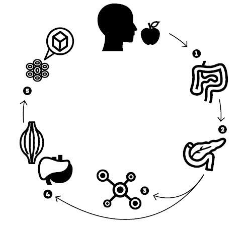 Формула быстрого метаболизма. Как сбросить вес и повысить эффективность усвоения жиров и углеводов - i_002.jpg