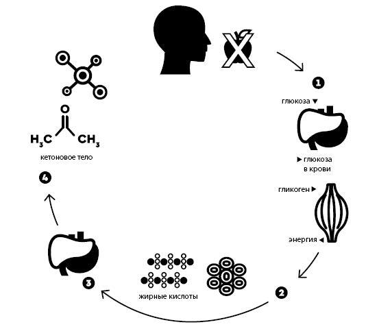 Формула быстрого метаболизма. Как сбросить вес и повысить эффективность усвоения жиров и углеводов - i_003.jpg