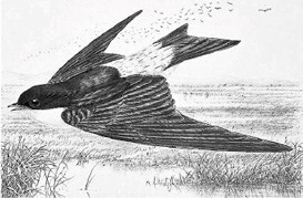 Полка: История русской поэзии - i_044.jpg