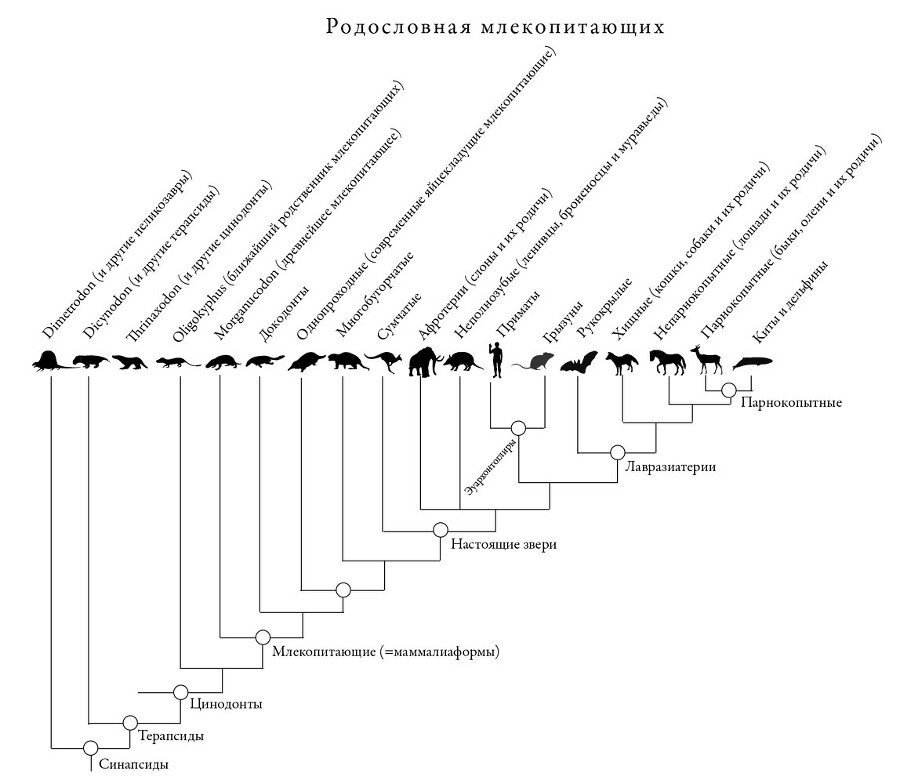 Эра млекопитающих: Из тени динозавров к мировому господству - i_004.jpg