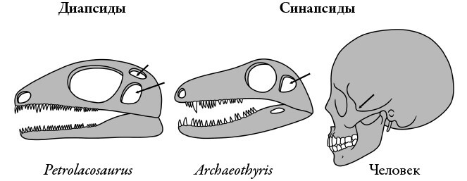 Эра млекопитающих: Из тени динозавров к мировому господству - i_009.jpg