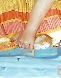 Планета рыжих кошек - _0.jpg