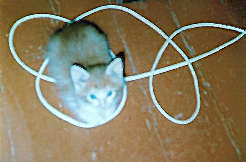 Планета рыжих кошек - _1.jpg