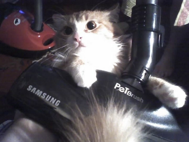 Планета рыжих кошек - _2.jpg