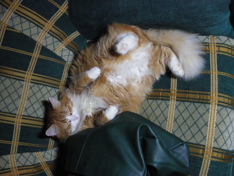 Планета рыжих кошек - _4.jpg