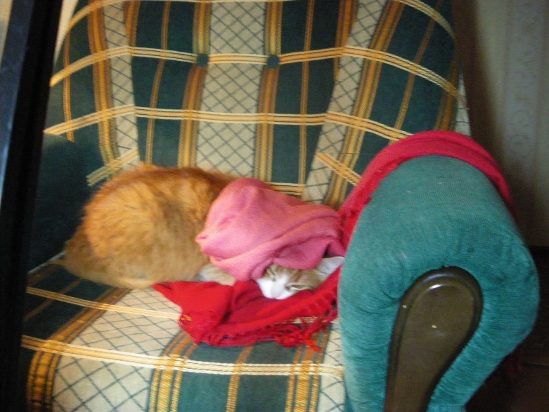 Планета рыжих кошек - _5.jpg