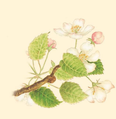 Невероятные приключения лесной феи и её друзей - i_029.jpg