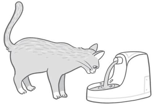 Чем и как кормить кошку, чтобы не навредить - i_018.jpg