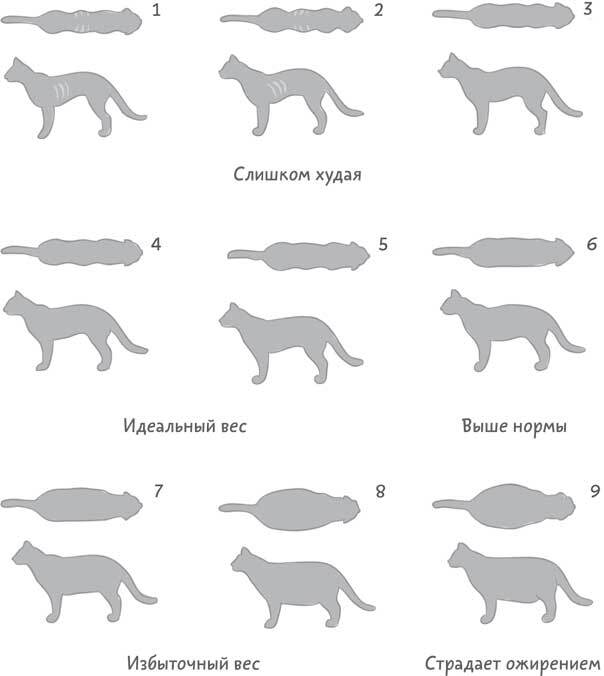 Чем и как кормить кошку, чтобы не навредить - i_029.jpg