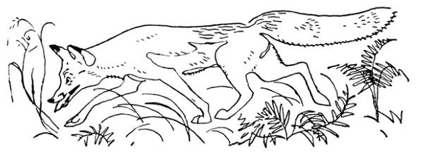 Каждой былинке брат - _07.jpg