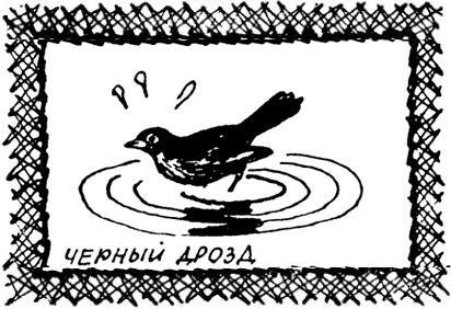 Каждой былинке брат - _77.jpg