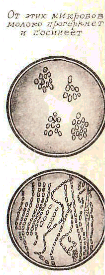Будем знакомы: Я – молоко! - pic_42.png
