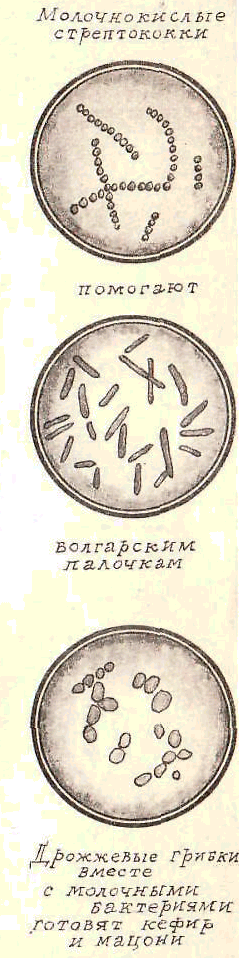 Будем знакомы: Я – молоко! - pic_57.png