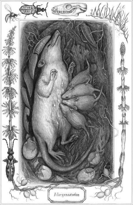 ЕВА. История эволюции женского тела. История человечества - i_003.jpg