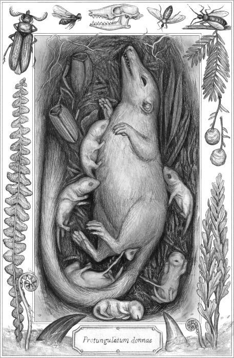 ЕВА. История эволюции женского тела. История человечества - i_004.jpg