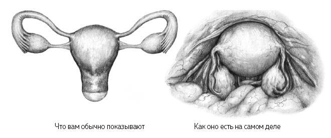 ЕВА. История эволюции женского тела. История человечества - i_005.jpg
