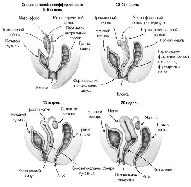 ЕВА. История эволюции женского тела. История человечества - i_006.jpg