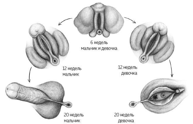 ЕВА. История эволюции женского тела. История человечества - i_007.jpg