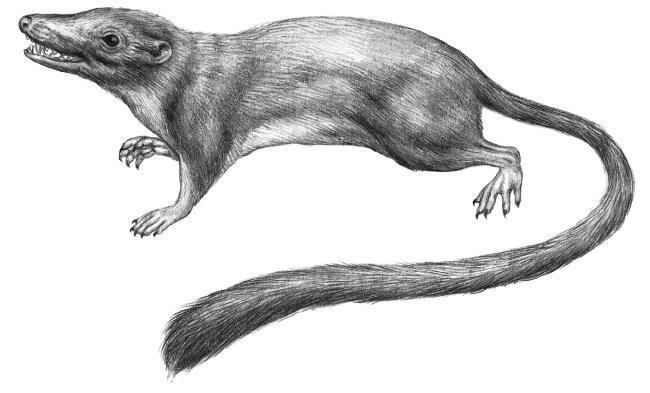 ЕВА. История эволюции женского тела. История человечества - i_009.jpg