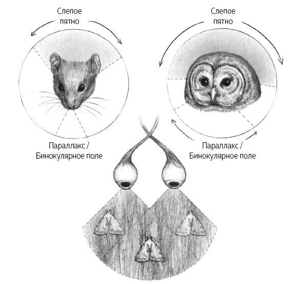 ЕВА. История эволюции женского тела. История человечества - i_014.jpg
