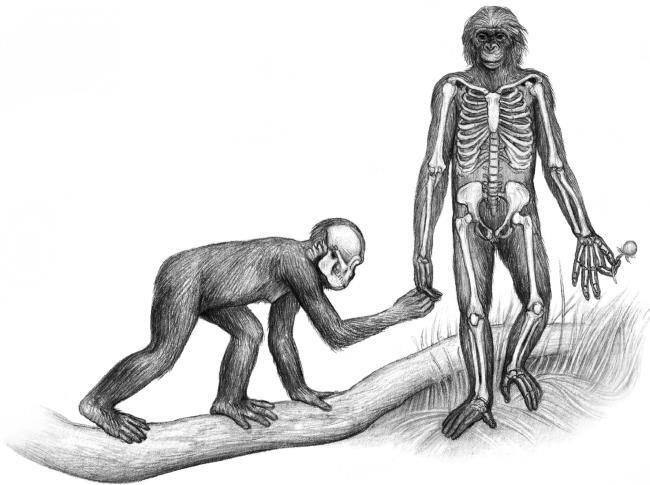 ЕВА. История эволюции женского тела. История человечества - i_016.jpg