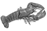 Как продать лобстера и заставить клиента покупать дорого - i_001.png