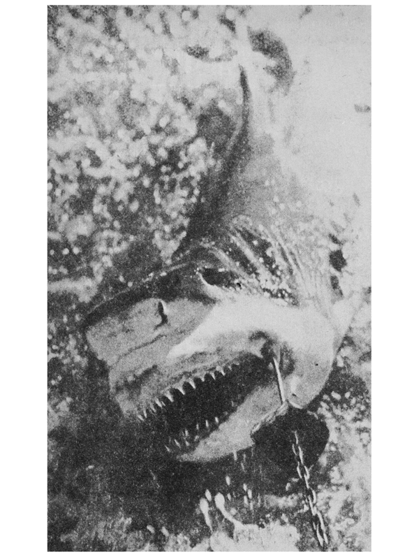 Акулы-людоеды - i_002.png